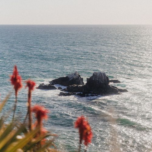 Rough ocean waves crash on dark rocks as blurred red flowers sway in the foreground beneath a hazy sky.