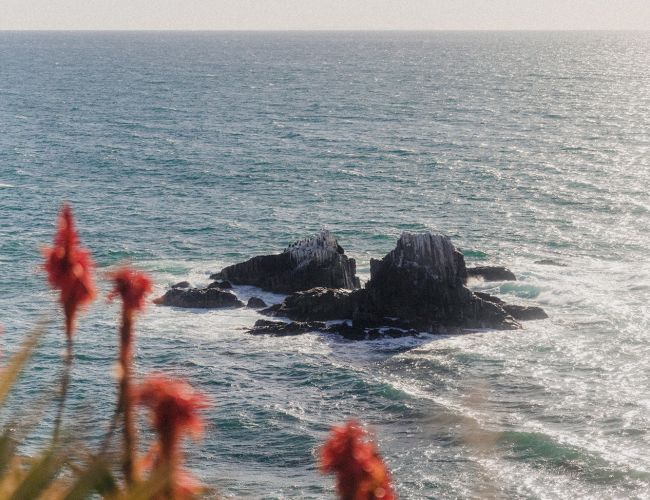 Rough ocean waves crash on dark rocks as blurred red flowers sway in the foreground beneath a hazy sky.